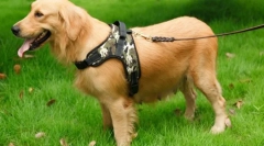 Cutter pentru câini: mod convenabil de a menține animalele de companie ocazional